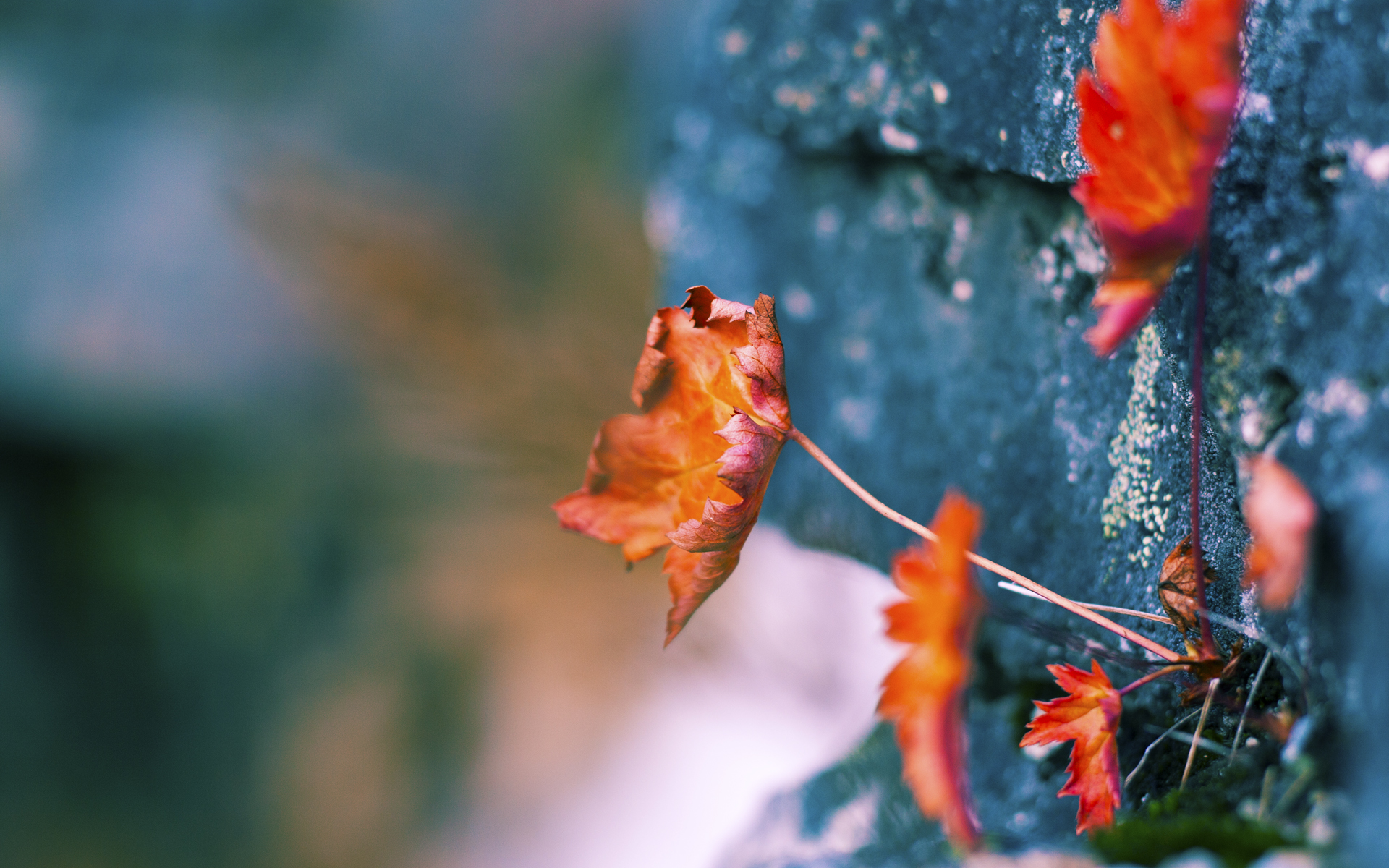 国卡超级联赛：各队竞争激烈，精彩不断，国卡是什么意思